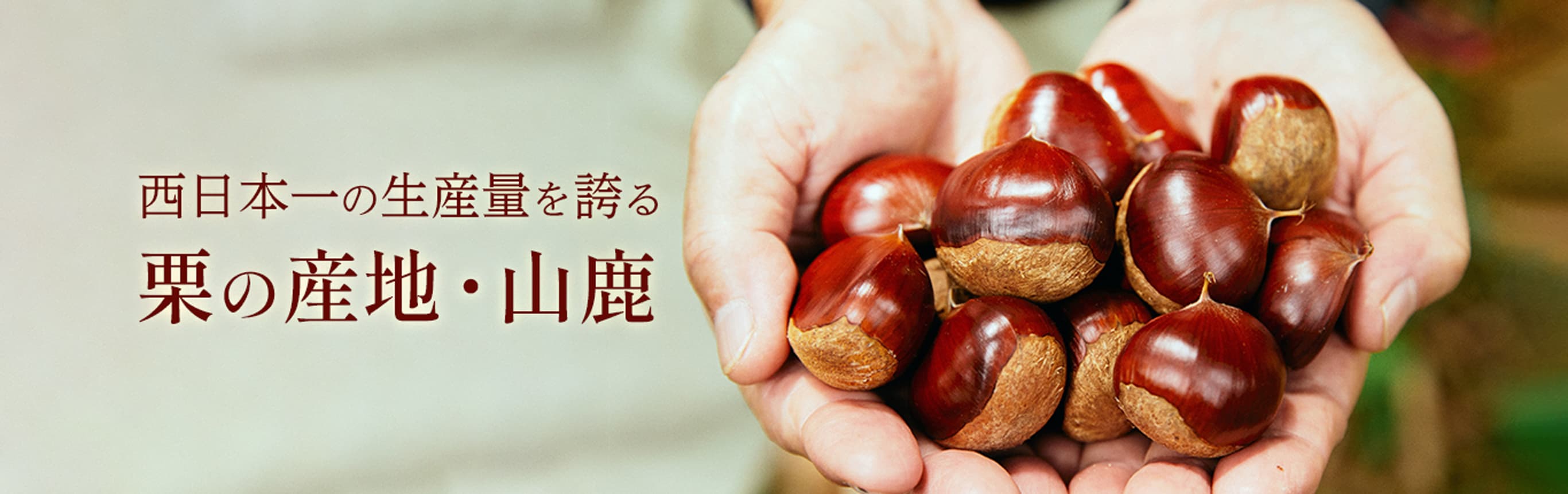 西日本一の栗の産地やまが