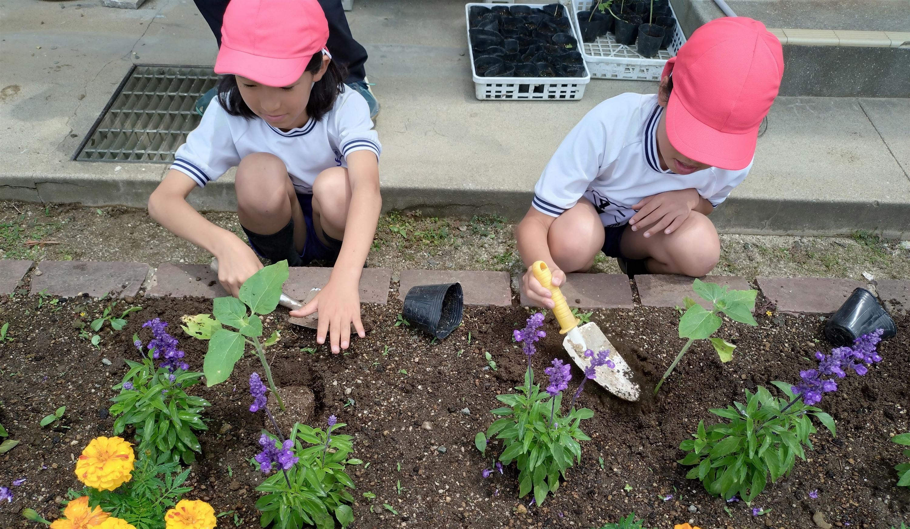 「はるかのひまわり」の苗を植える４年生