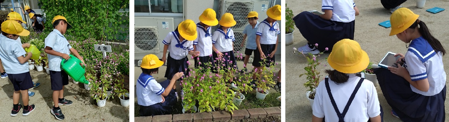 観察会（３・４年生）