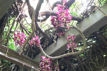 トビカズラ　引き画