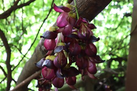 トビカズラ　寄り画