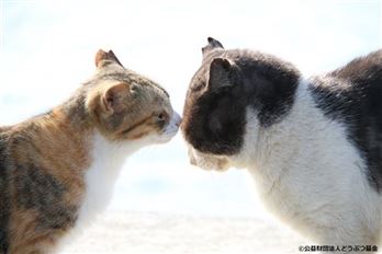 さくらねこ写真3