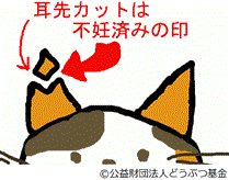 耳先カットイラスト