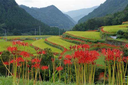 番所の棚田