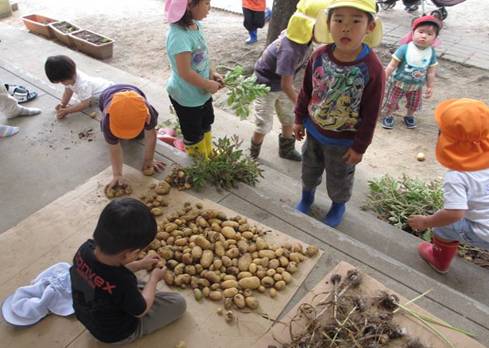 じゃがいもを収穫した様子