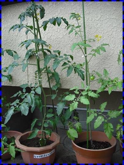 トマトの成長の違いを比べた写真