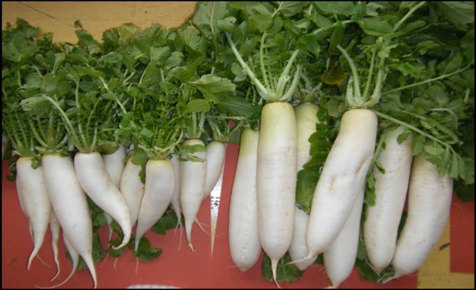 大根の成長の違いを比べた写真