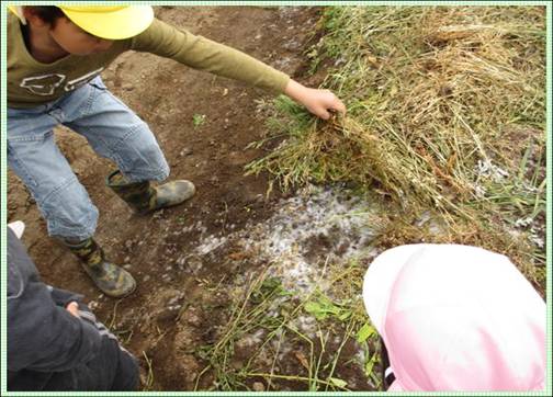 ３日後に草の下に菌が繁殖している様子