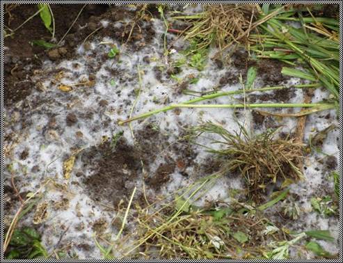 菌が増えている様子