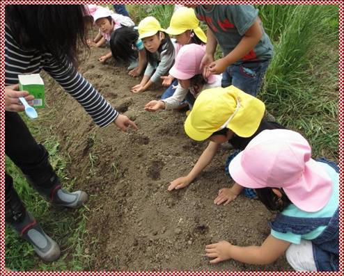 オクラの種を植えている様子