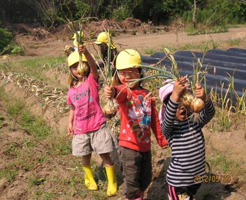 玉ねぎを収穫した様子