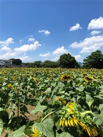 ひまわり0722