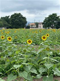 7月１７日のひまわり