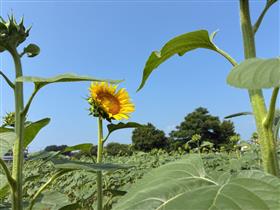 himawari0709